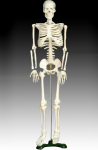 Скелет